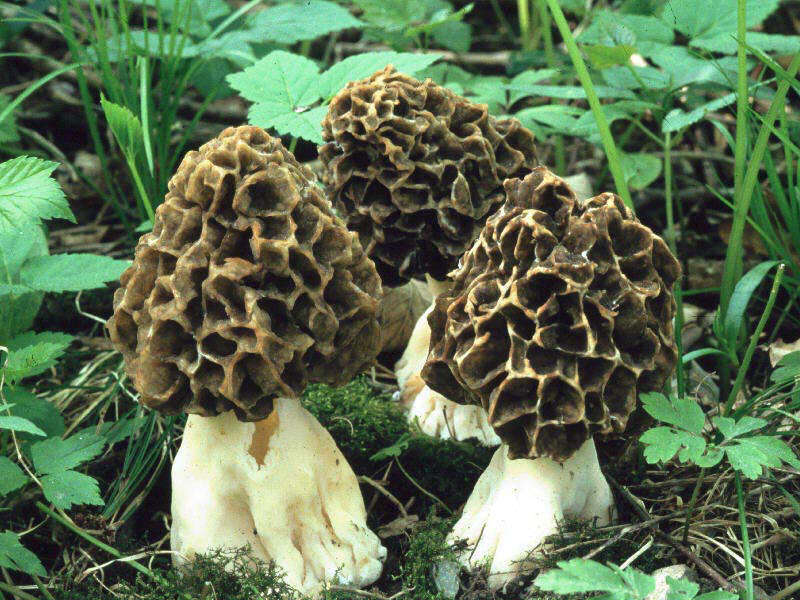 2Dia07_309_Morchella_esculenta_g.jpg