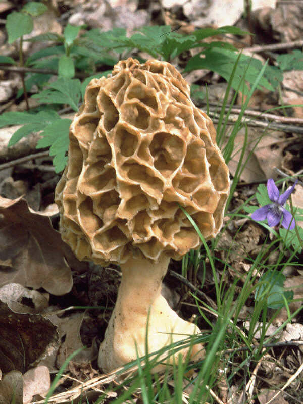 2Dia07_305_Morchella_esculenta_g.jpg