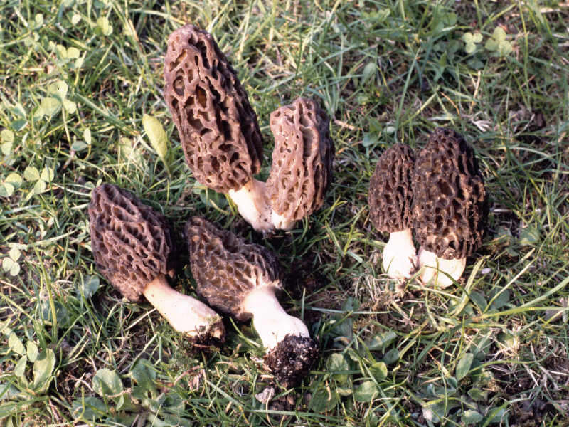 2Dia07_302_Morchella_elata_g.jpg
