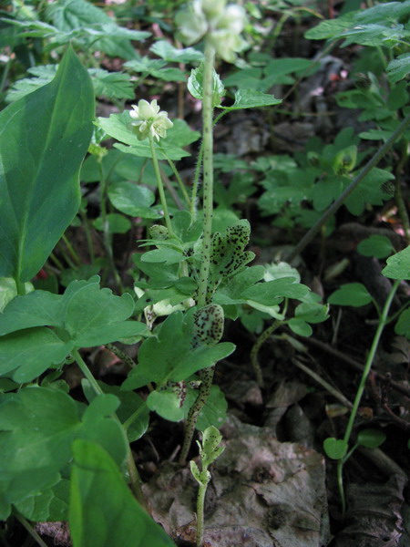 Puccinia adoxae 3054.JPG