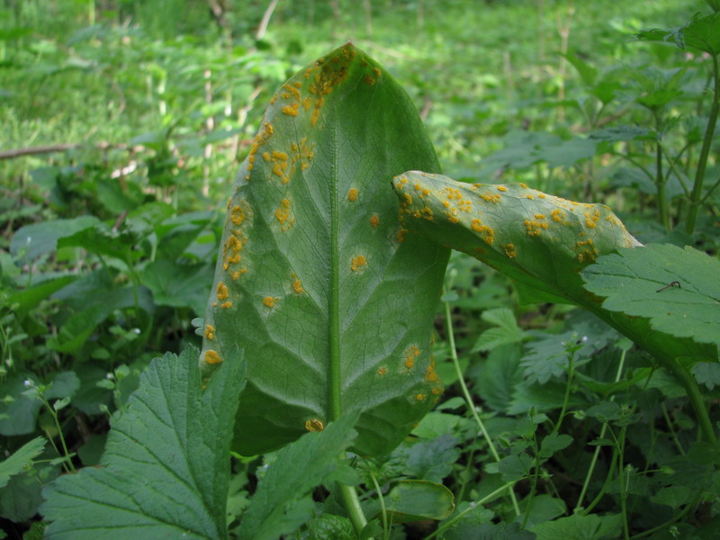 Puccinia sessilis auf Arum maculatum 3052_Größenveränderung.JPG