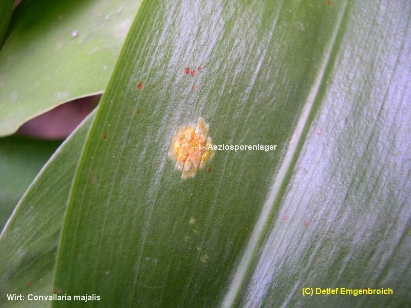 3-Puccinia sessilis var. sessilis-I-a.JPG