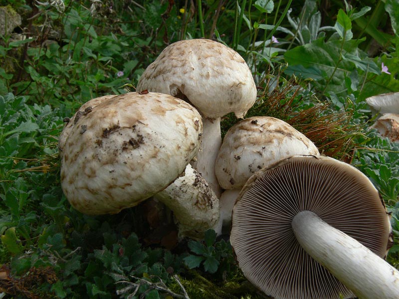 Psathyrella-cotonea-P108003.jpg