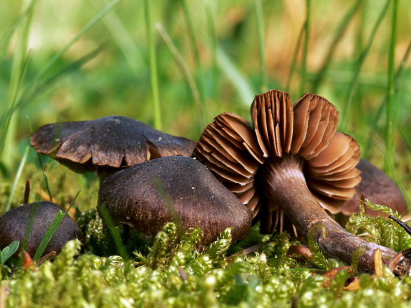 Cortinarius_vernus_005a.jpg