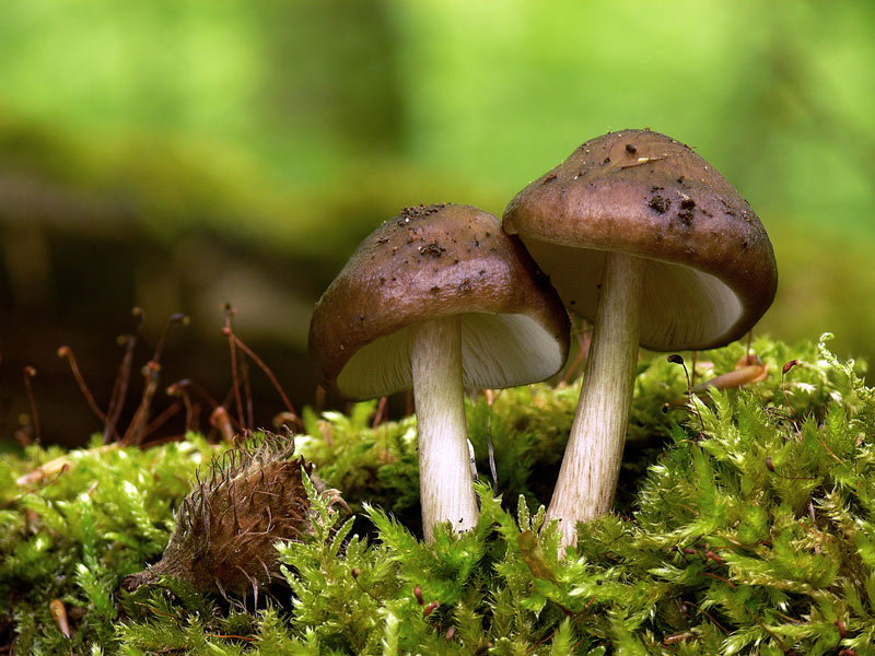 Pluteus_cervinus_001b.jpg
