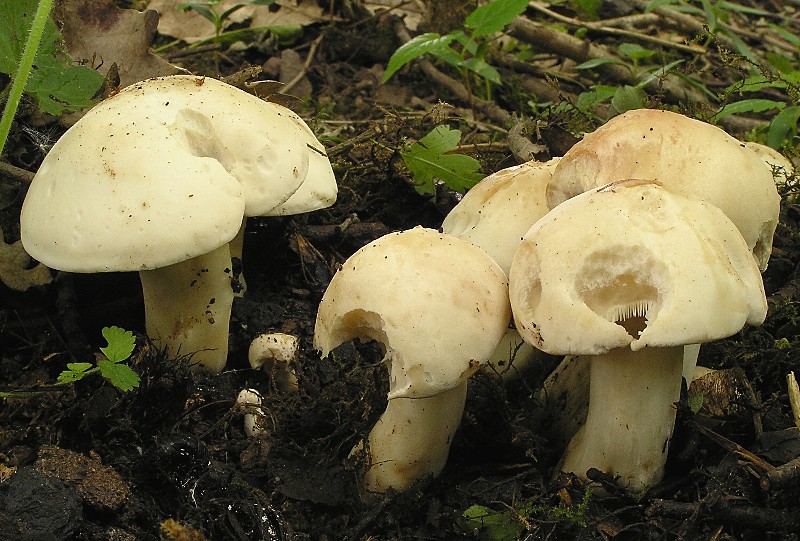 Kopie von P1010042.JPG