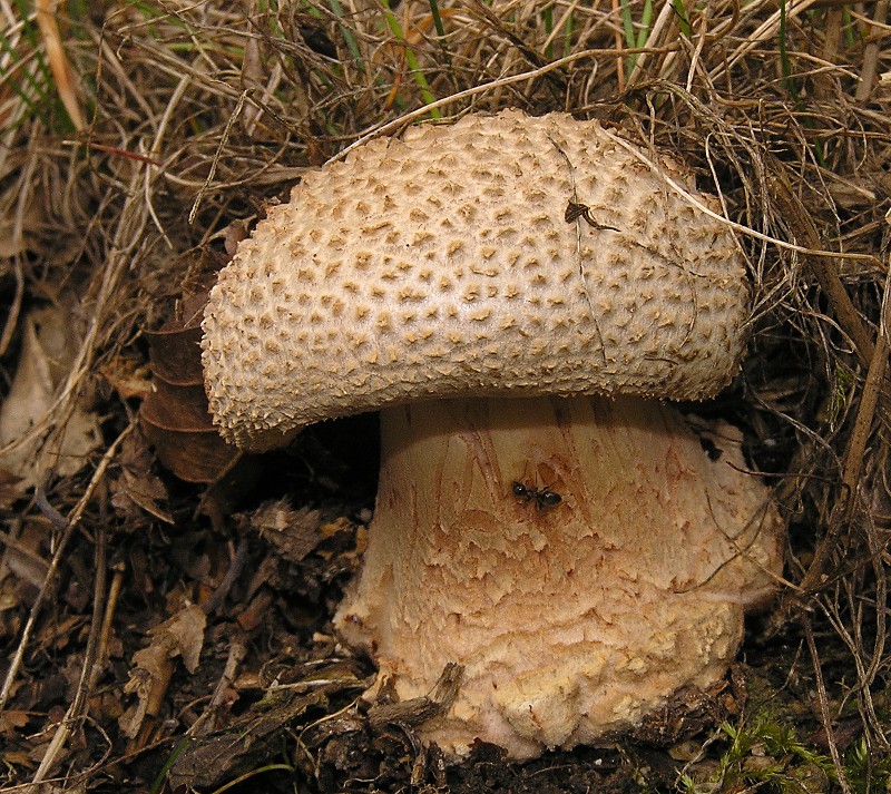 Kopie von P1010037.JPG