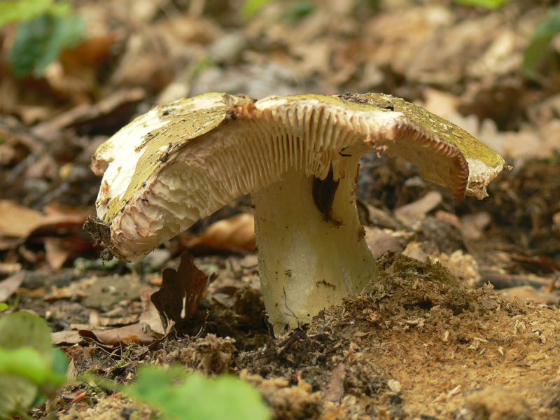 Russula_spec.jpg