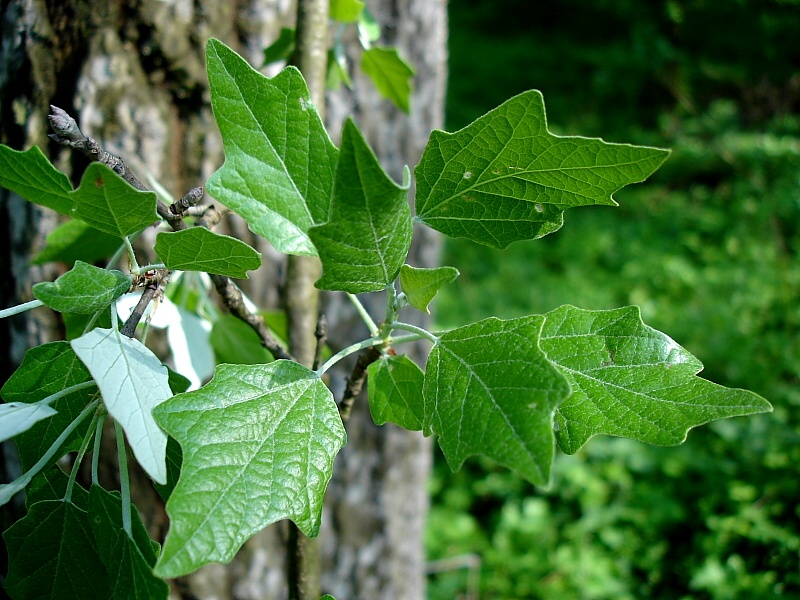 Populus alba1.jpg