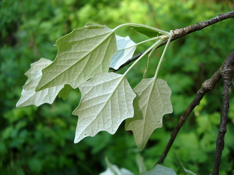 Populus alba2.jpg