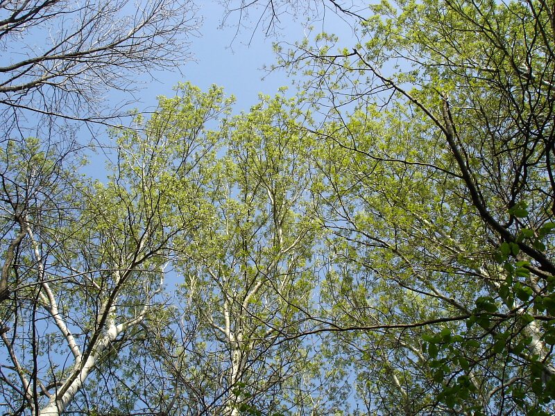 Populus alba3.jpg