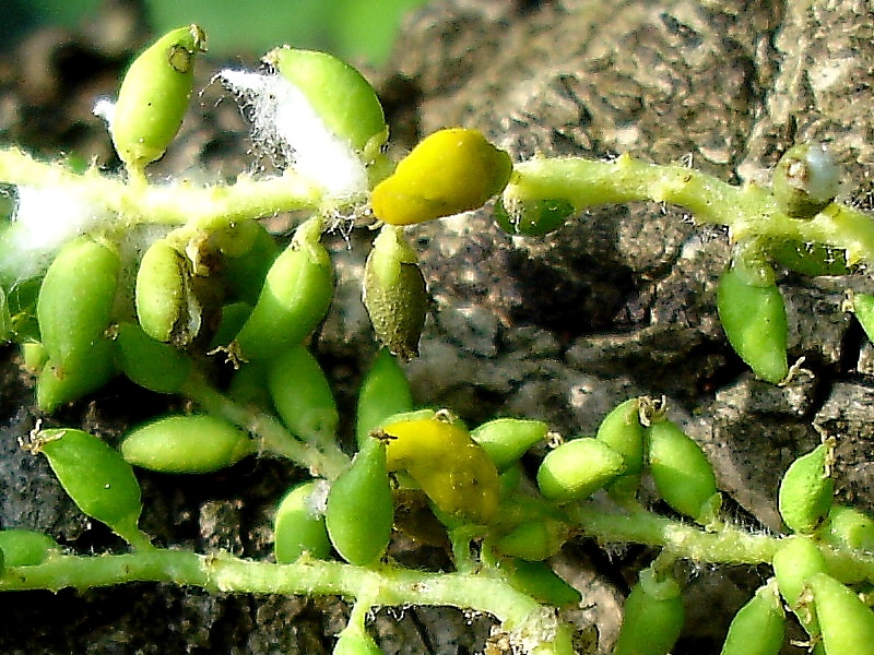 Taphrina rhizóphora 4.jpg
