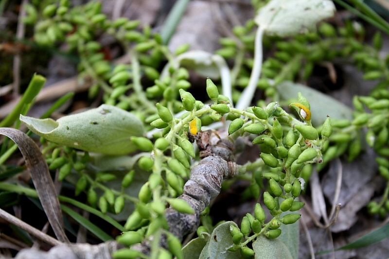 Taphrina rhizóphora 1.jpg