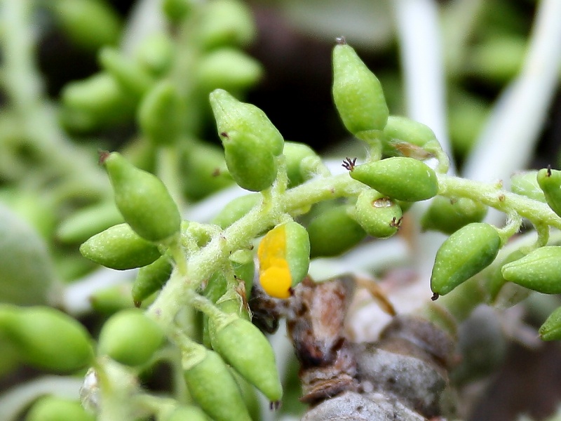 Taphrina rhizóphora 2.jpg