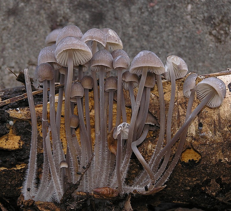 Kopie von P1010023.JPG