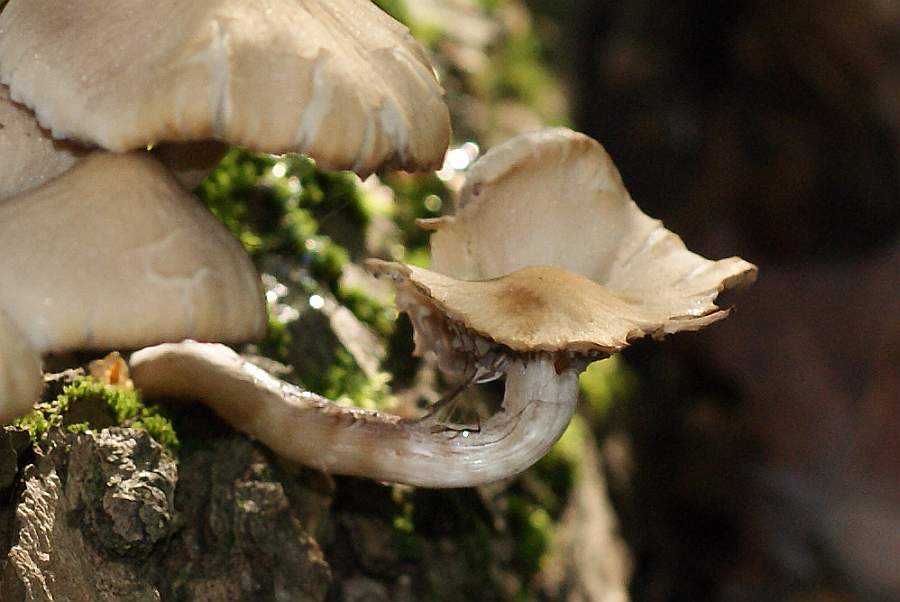 3. 2008-09-27 #009-8013-w2 UMO.jpg