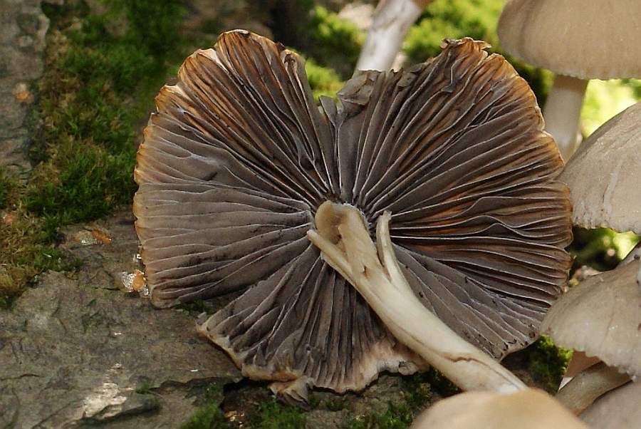 2. 2008-09-27 #009-8013-w3 UMO.jpg