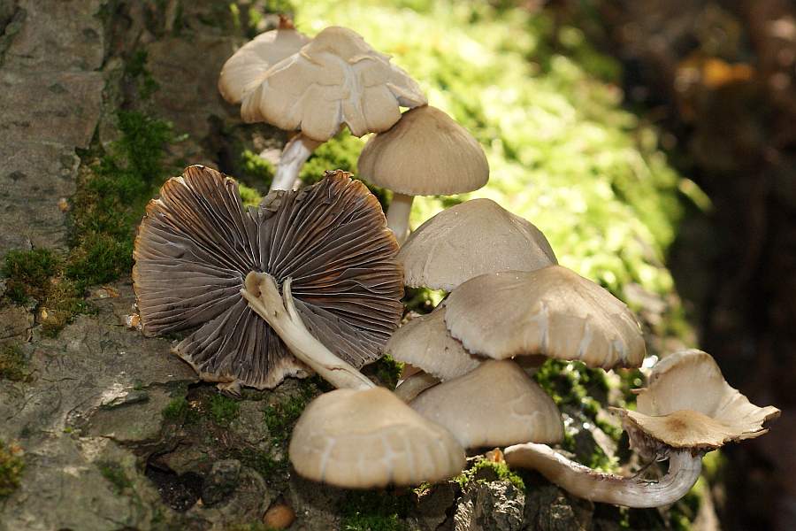 1. 2008-09-27 #009-8013-w1 UMO.jpg