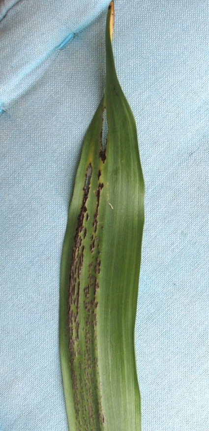 Colchicum_Blatt_Urocystis.JPG
