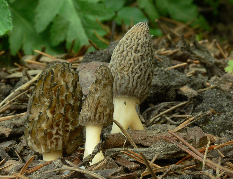 Morchella_conica2.jpg