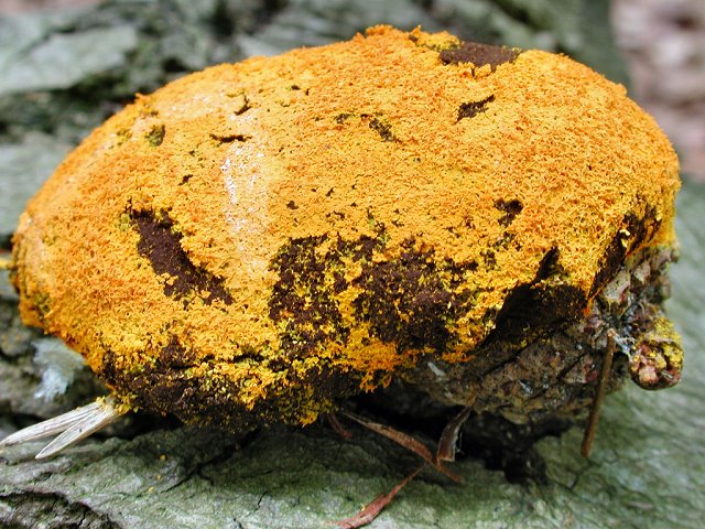 Enteridium_lycoperdon.jpg