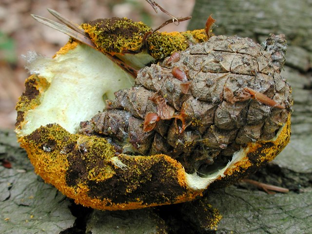 Enteridium_lycoperdon2.jpg