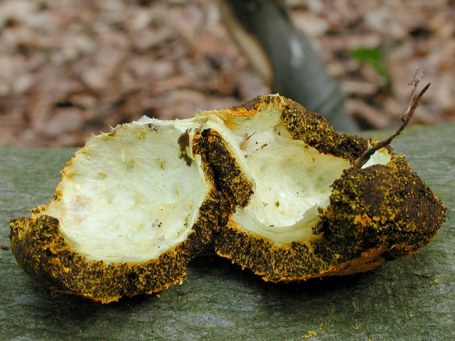 Enteridium_lycoperdon3.jpg