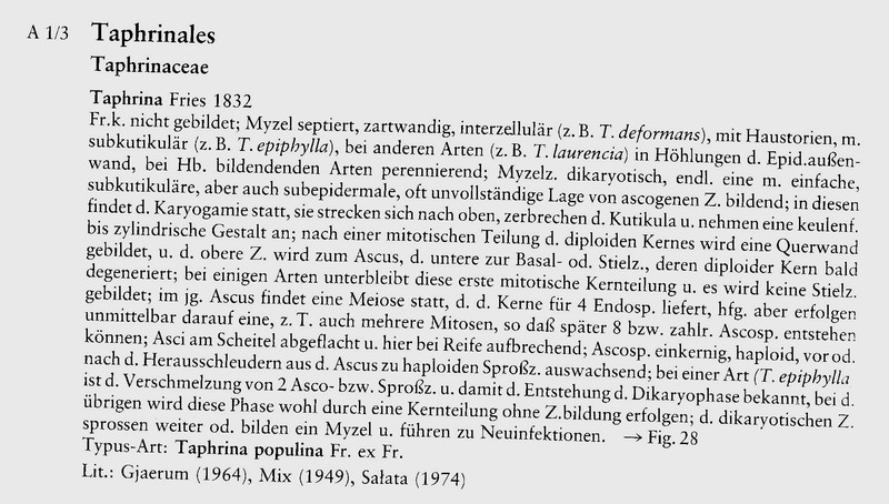 Taphrina-Beschreibung.JPG