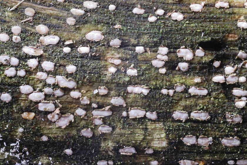 Propolis_versicolor001.jpg