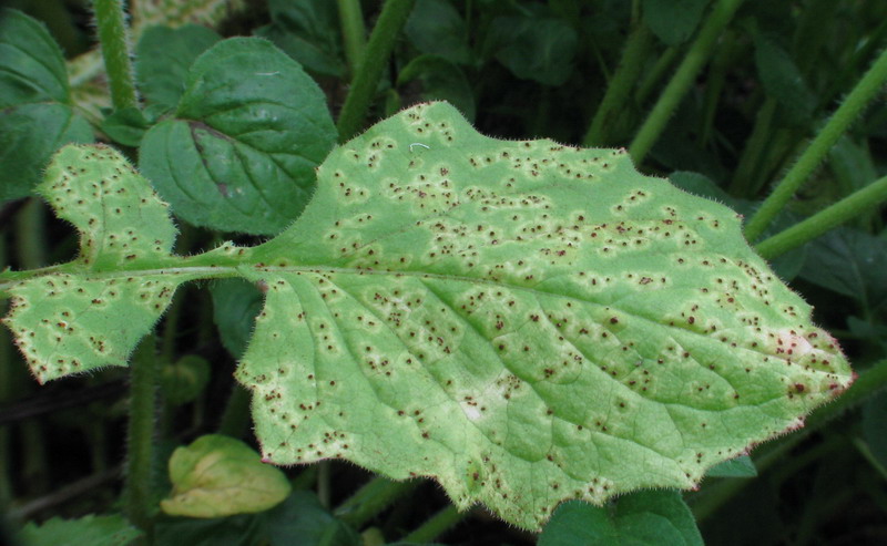 Puccinia lapsanae 4419-_.jpg