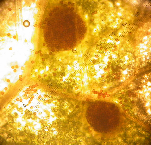 Puccinia lapsanae 87_.jpg