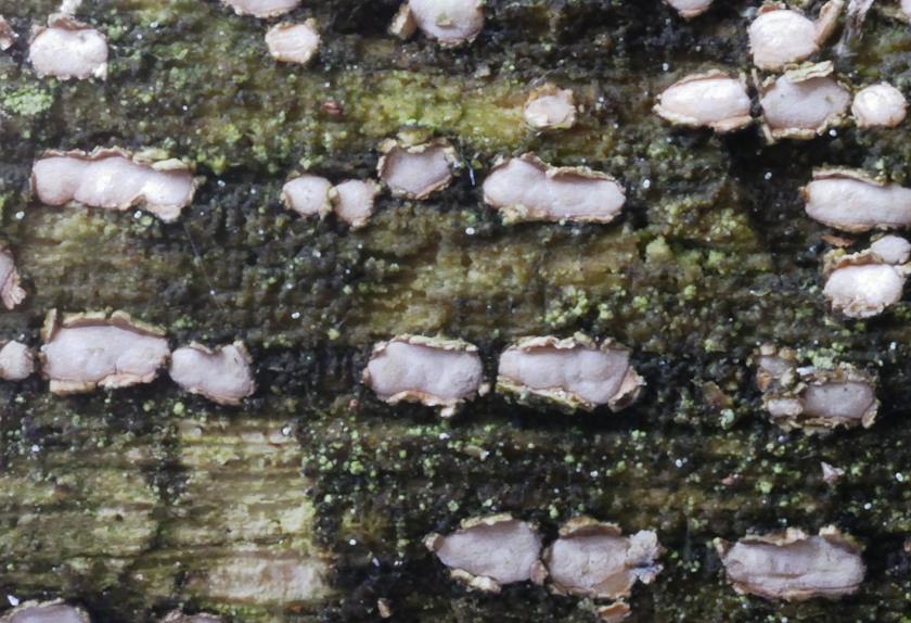 Propolis_versicolor002.jpg