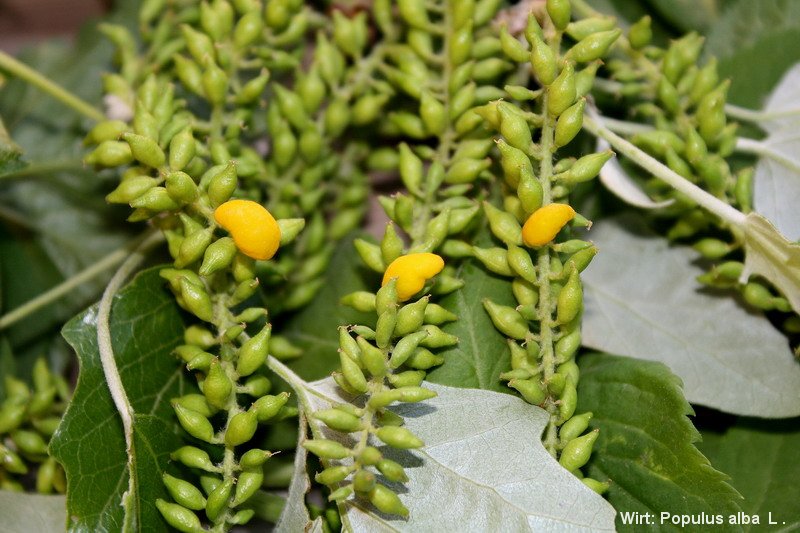 6-Taphrina rhizophora-2.1.6.1.1.50j-ZJ.jpg