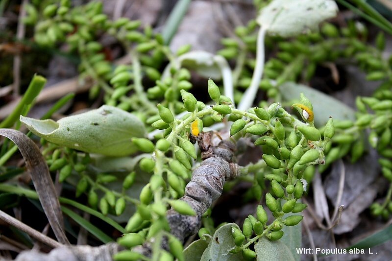 6-Taphrina rhizophora-2.1.6.1.1.50e-ZJ.jpg