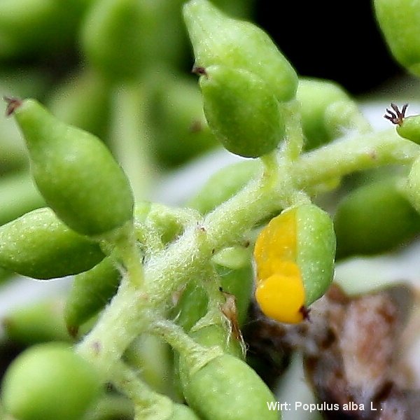 6-Taphrina rhizophora-2.1.6.1.1.50h-ZJ.jpg