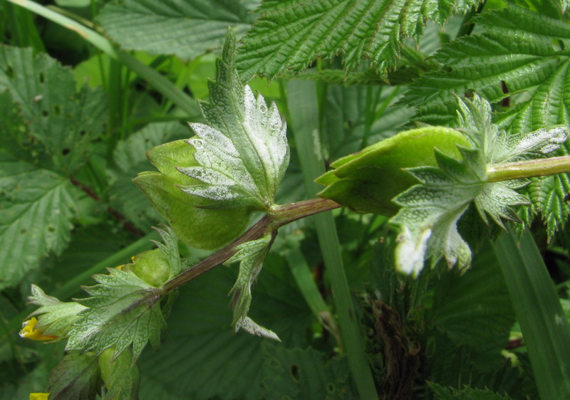 Peronospora pocutica 9.jpg