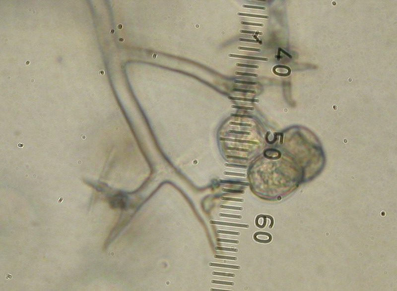 Peronospora pocutica 10.jpg
