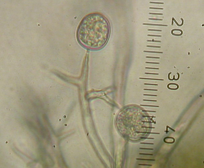 Peronospora pocutica 11.jpg