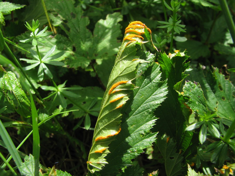Triphragmium ulmariae .JPG