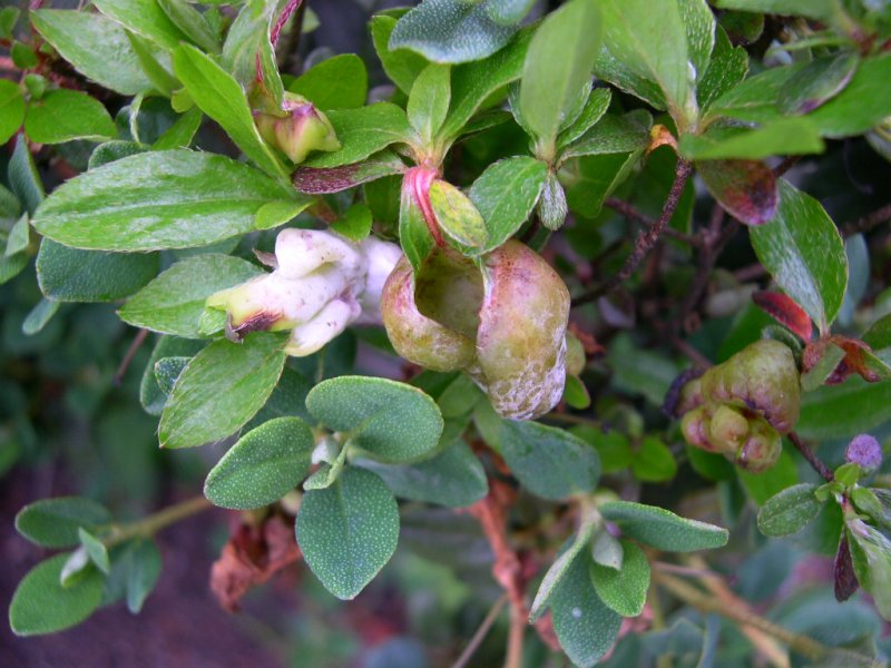 6-Exobasidium japonicum-a .jpg