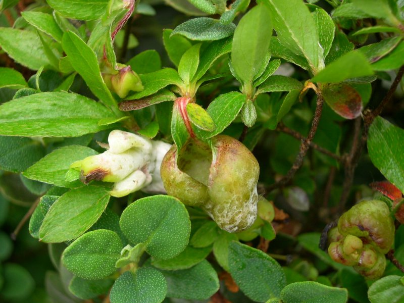 6-Exobasidium japonicum-b.jpg