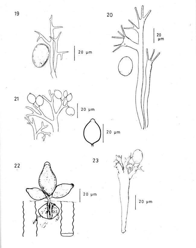 1-Sporen Oomycetes.jpg