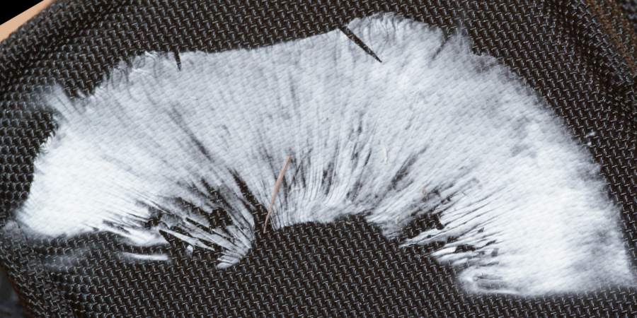 2009-04-12 #3020-w Frühlings-Weichritterling Sporenprobe.jpg