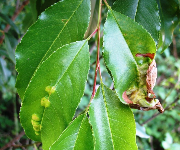 Prunus_serotina_Befall.JPG