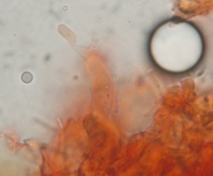 Spore Exobasidium japonicum in Kongo Ammoniak 1000-fach