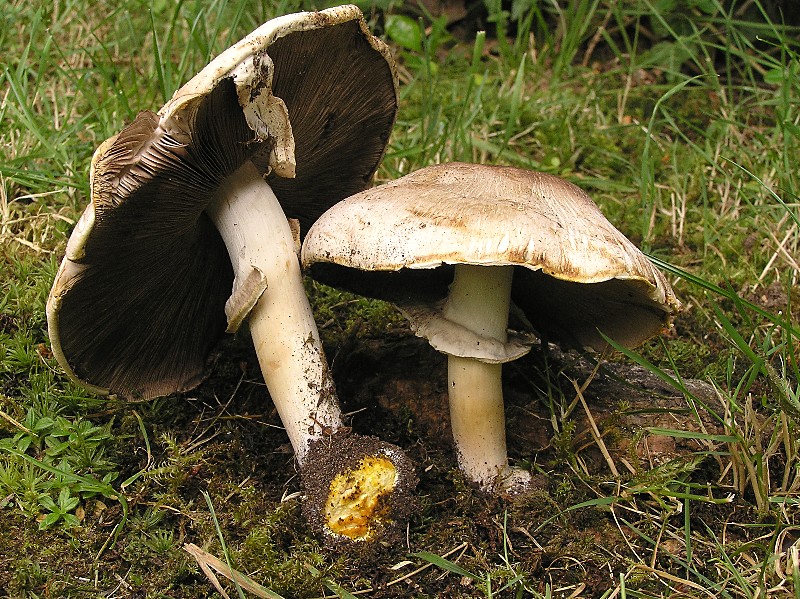 Kopie von P1010038.JPG