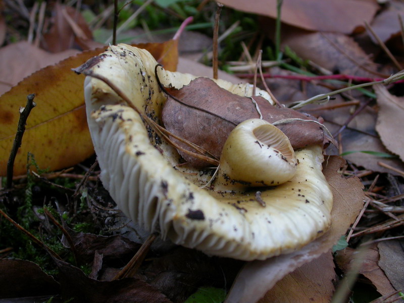 Russula ochroleuca-23.JPG