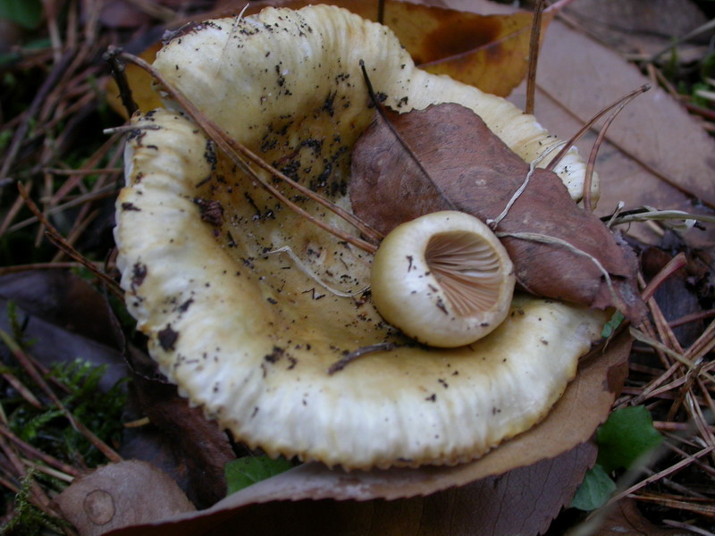 Russula ochroleuca-234_Größenveränderung.JPG