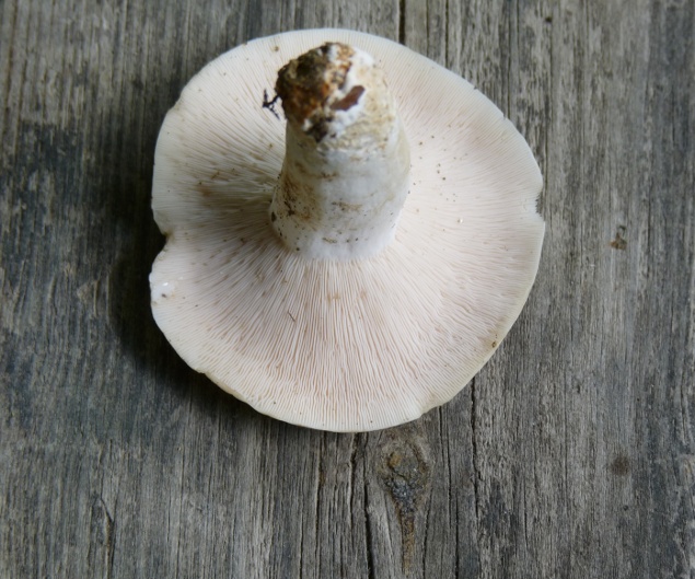 P1010130 Lamellen 635.JPG