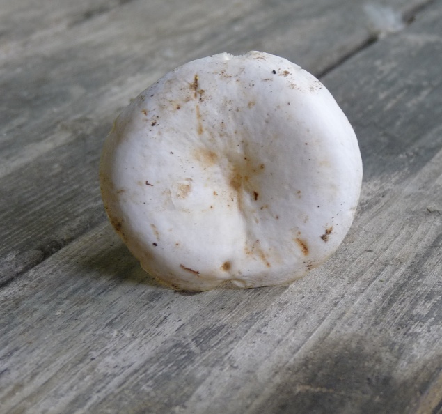 P1010131 Hut 635.JPG